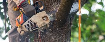 How Our Tree Care Process Works  in Jourdanton, TX