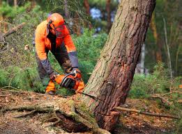 Best Emergency Tree Removal  in Jourdanton, TX