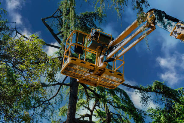 Best Tree Risk Assessment  in Jourdanton, TX