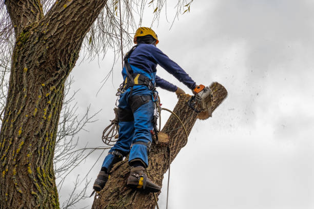 Best Hedge Trimming  in Jourdanton, TX